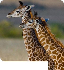 leahanasworldoftravel.com