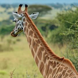 leahanasworldoftravel.com