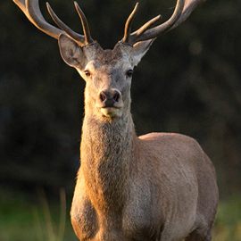 leahanasworldoftravel.com