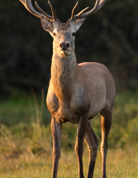 leahanasworldoftravel.com