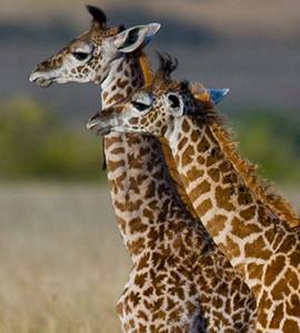 leahanasworldoftravel.com