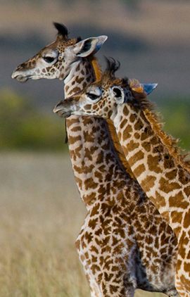 leahanasworldoftravel.com